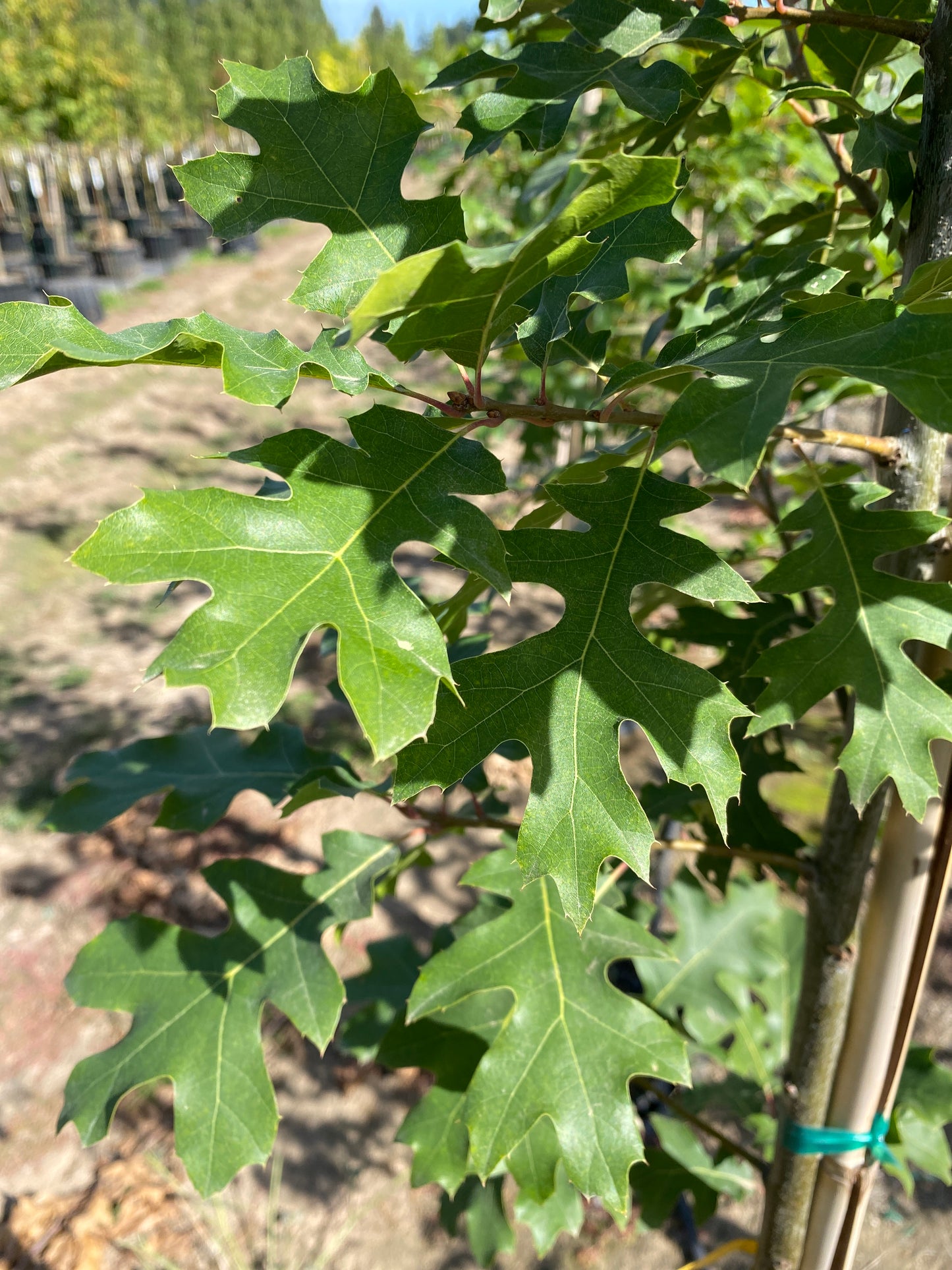 Shumard Oak