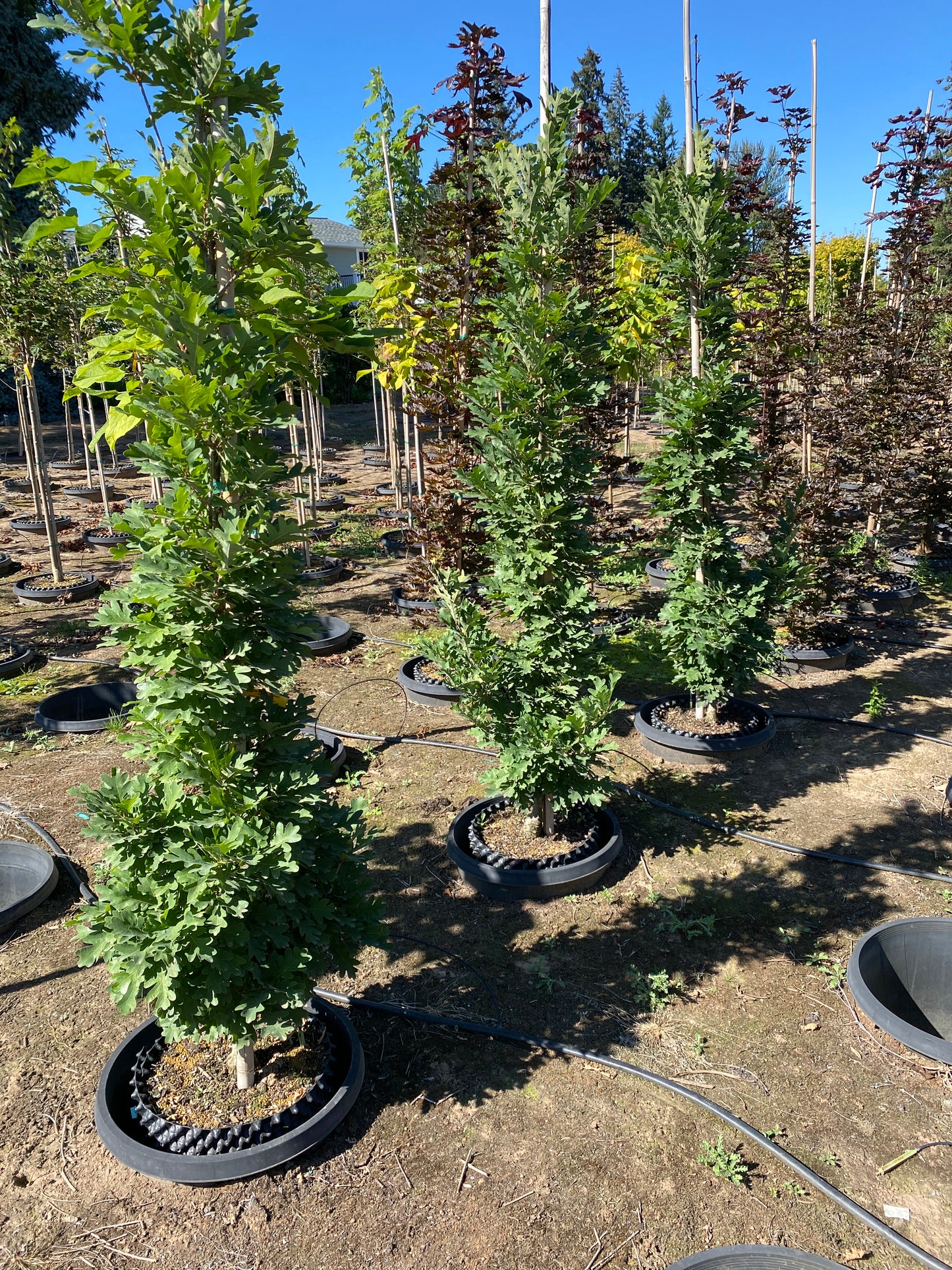 Crimson Spire® Oak