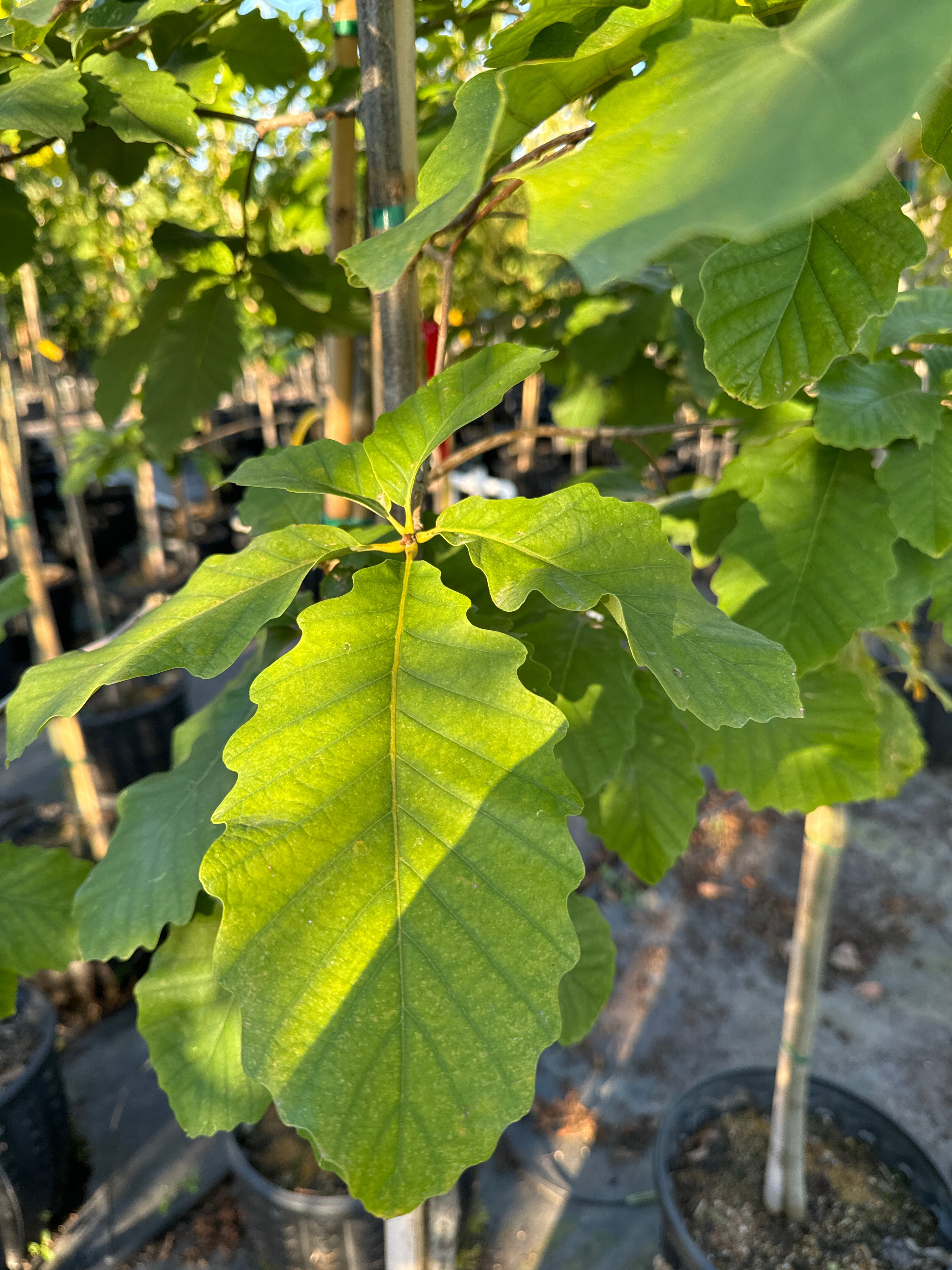 Chestnut Oak – SuperTrees Nursery