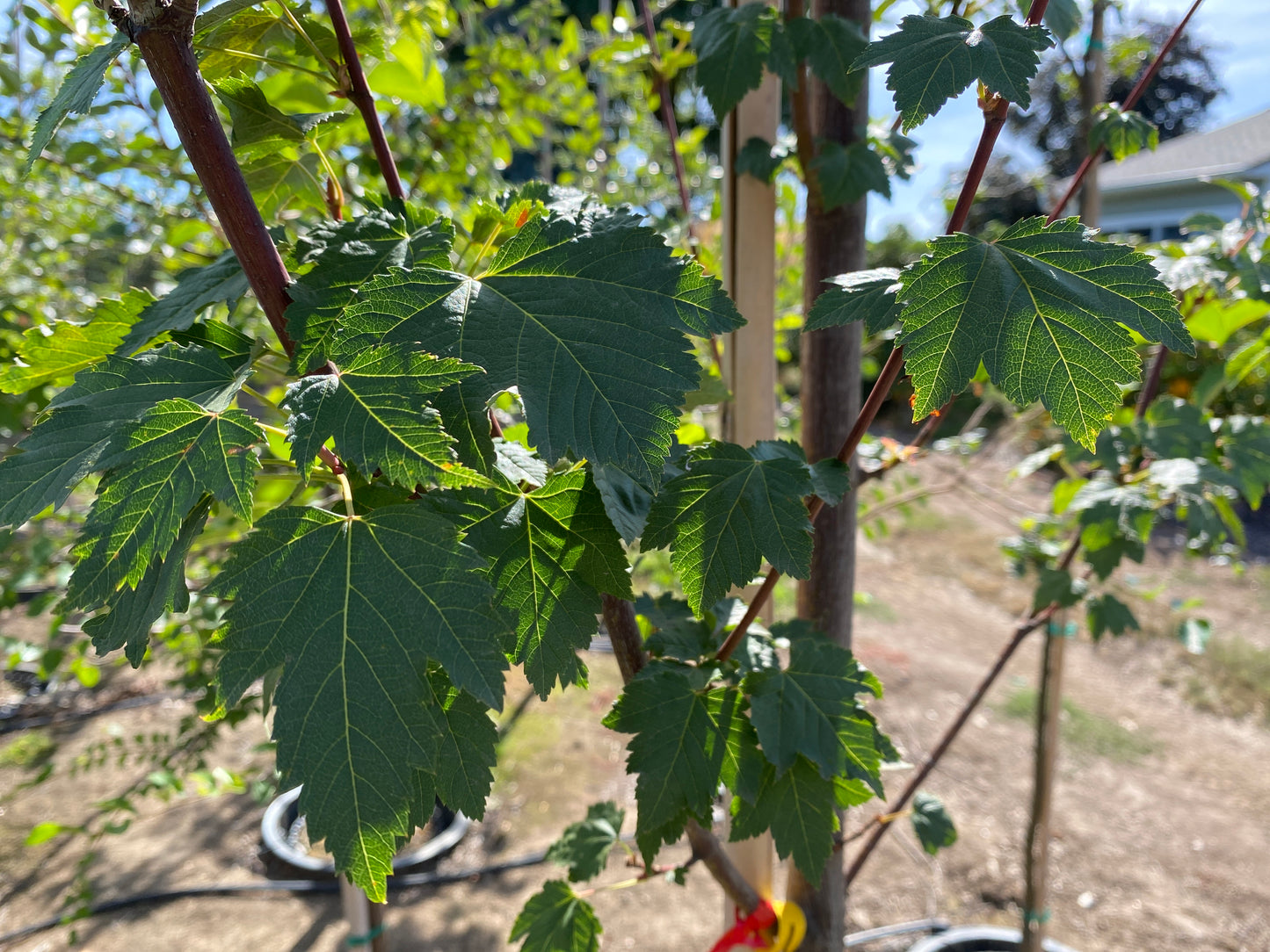 Rocky Mountain Maple