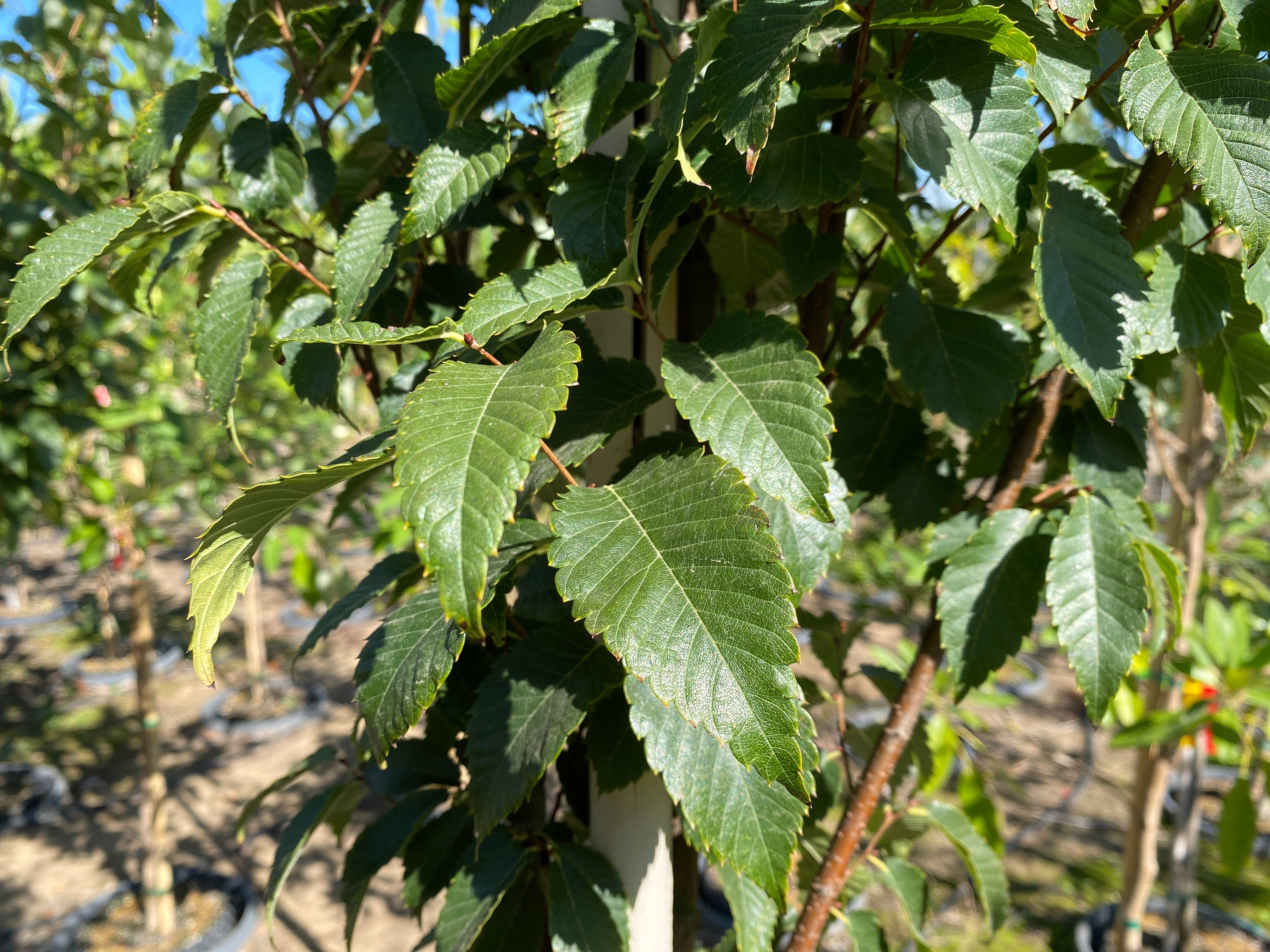 ☆tree☆ページ Musashino Zelkova – SuperTrees Nursery