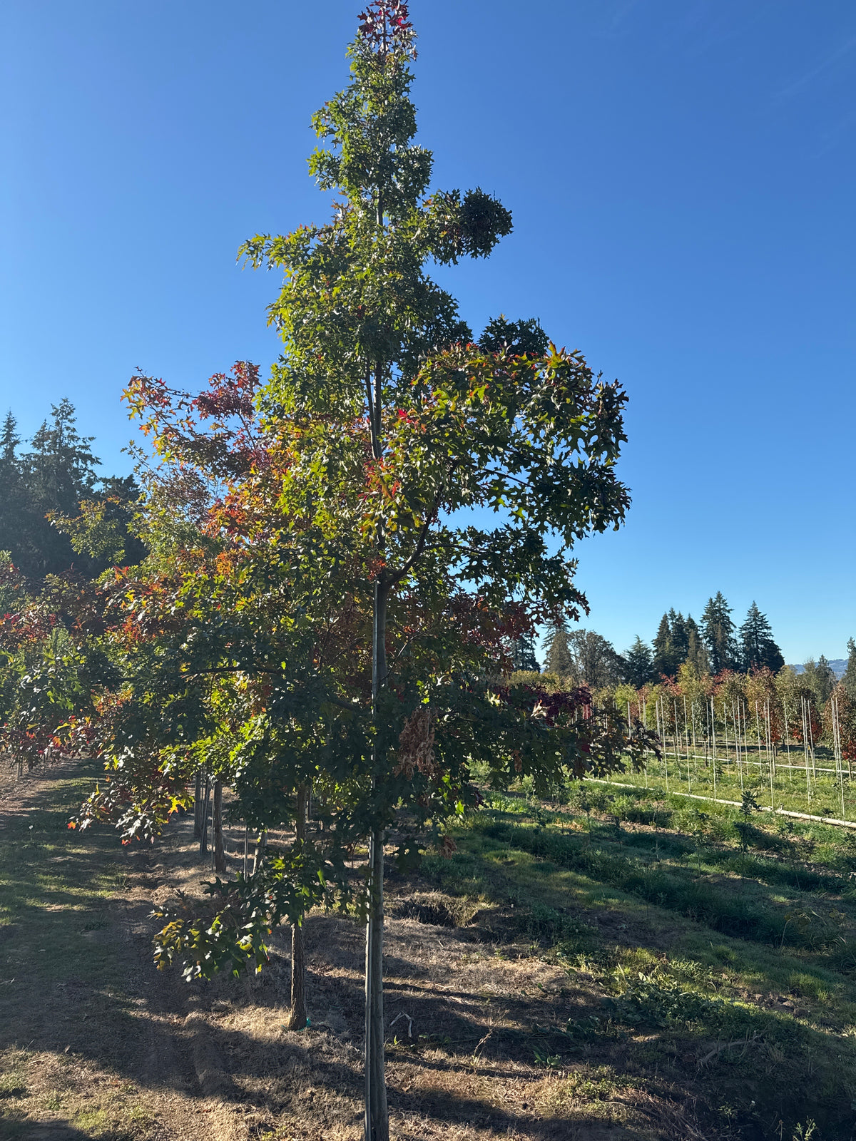 Scarlet Oak