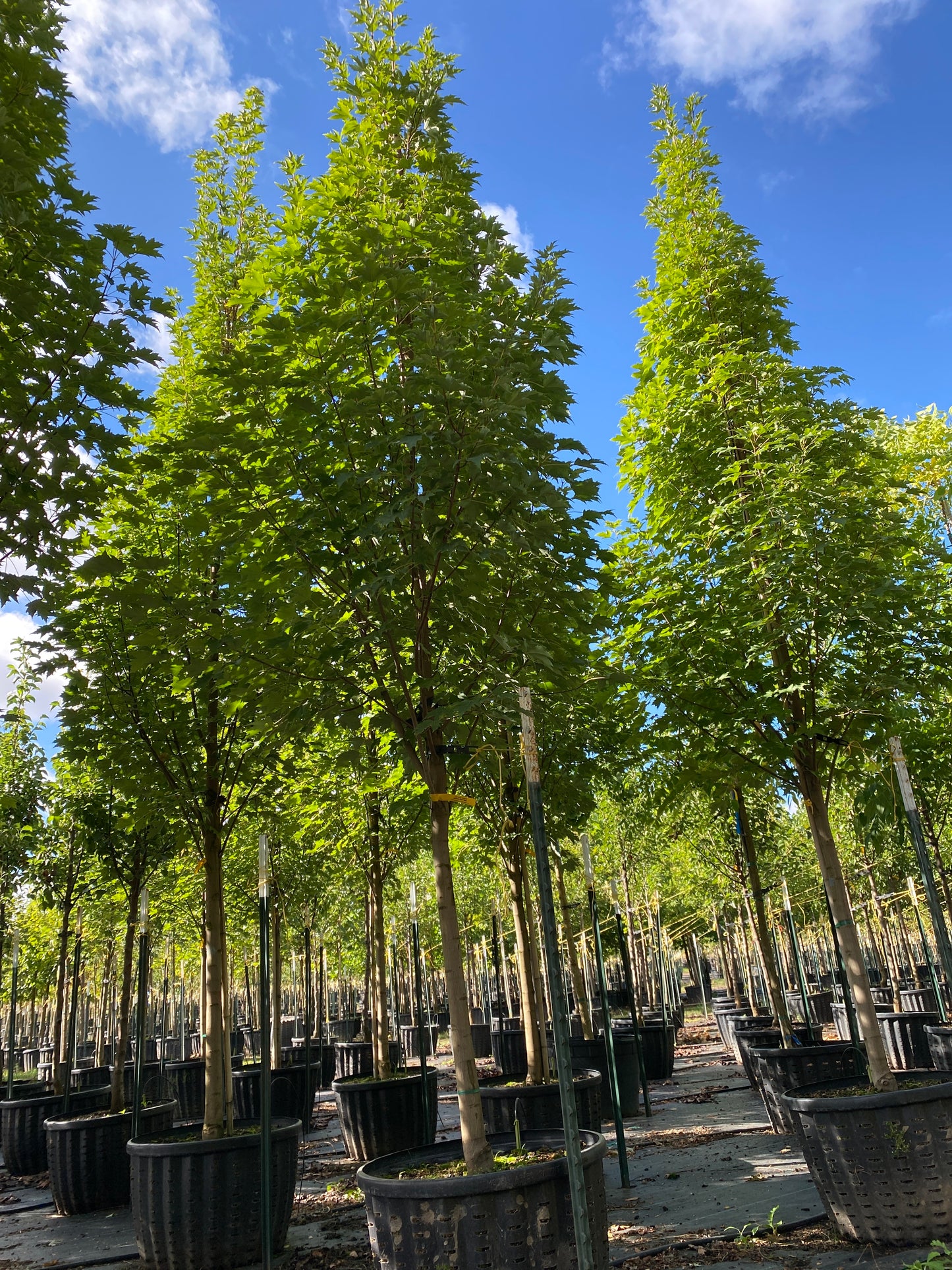 Armstrong Gold Maple