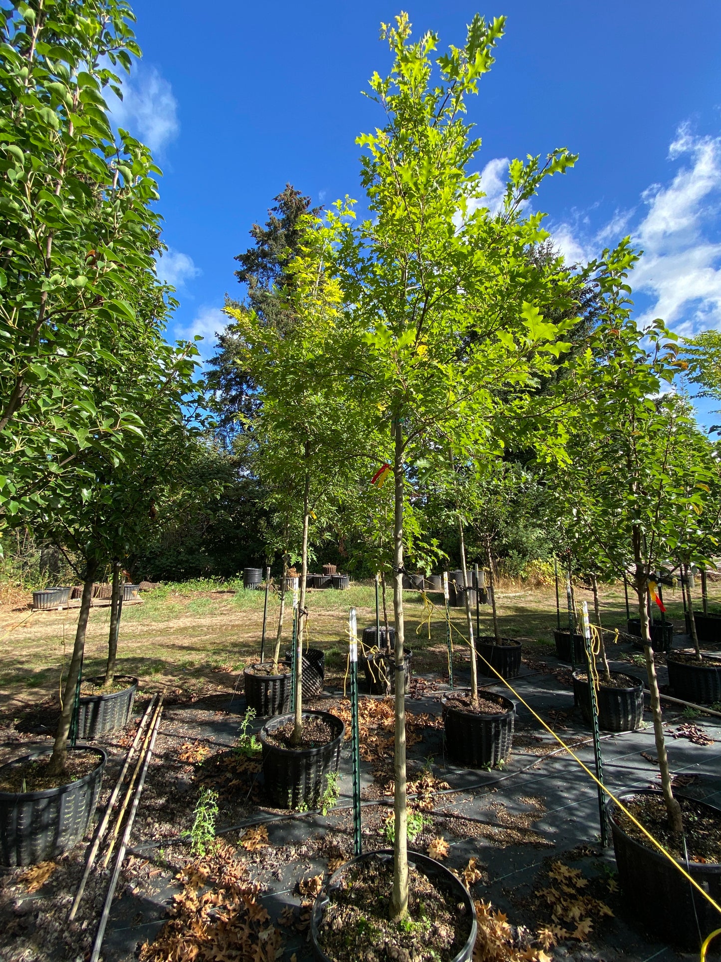 Texas Red Oak