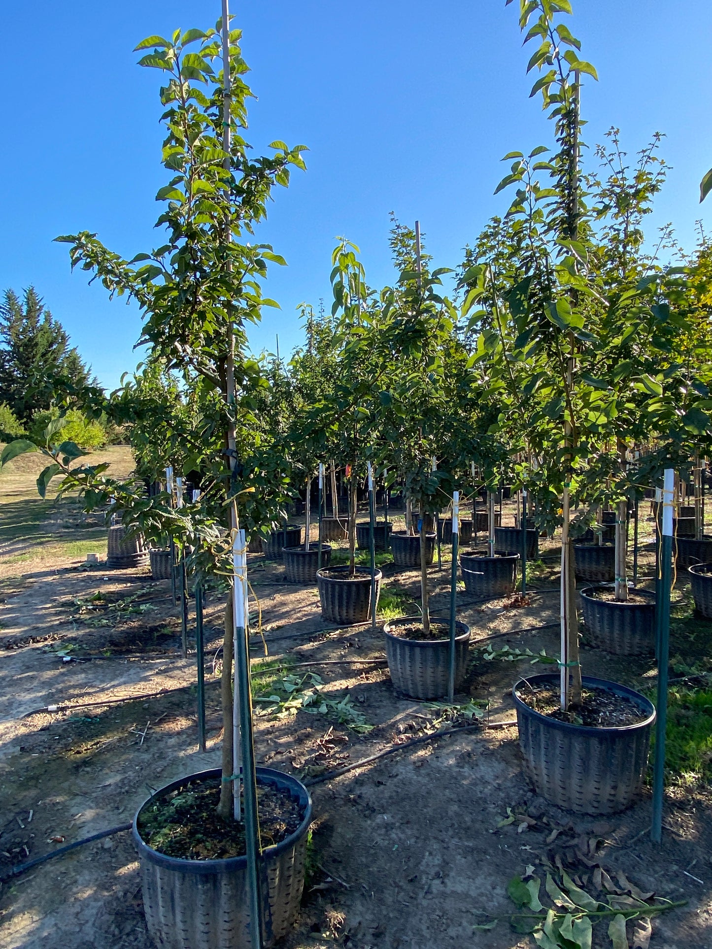 Wichita Osage Orange
