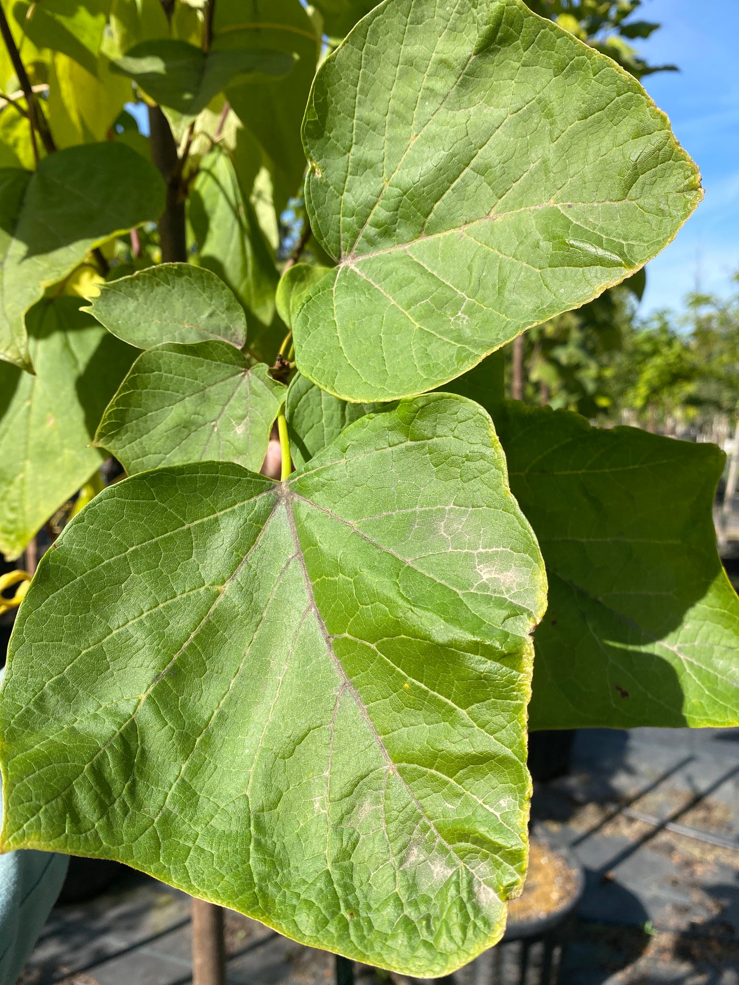 Purple Catalpa