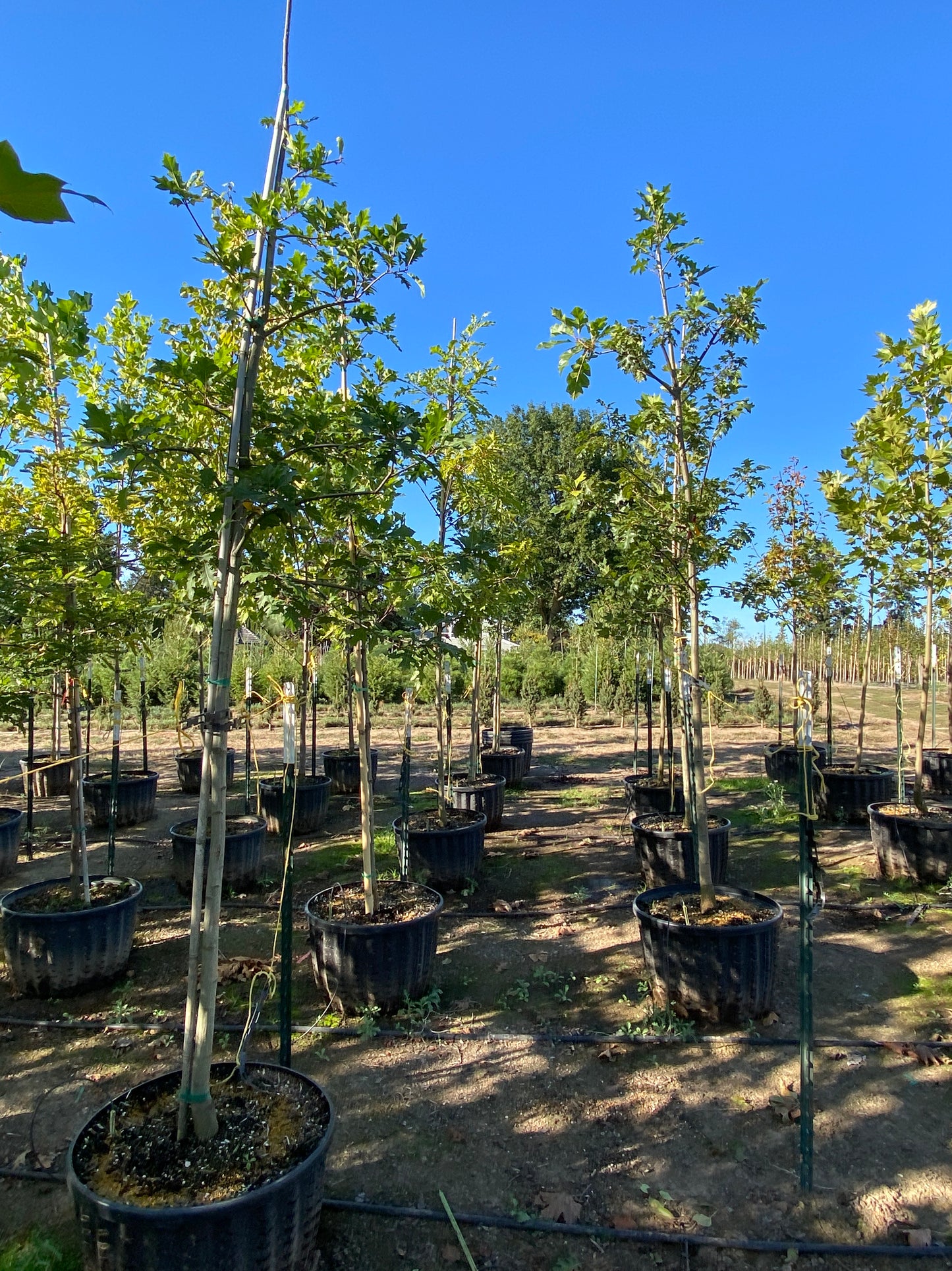 Shumard Oak