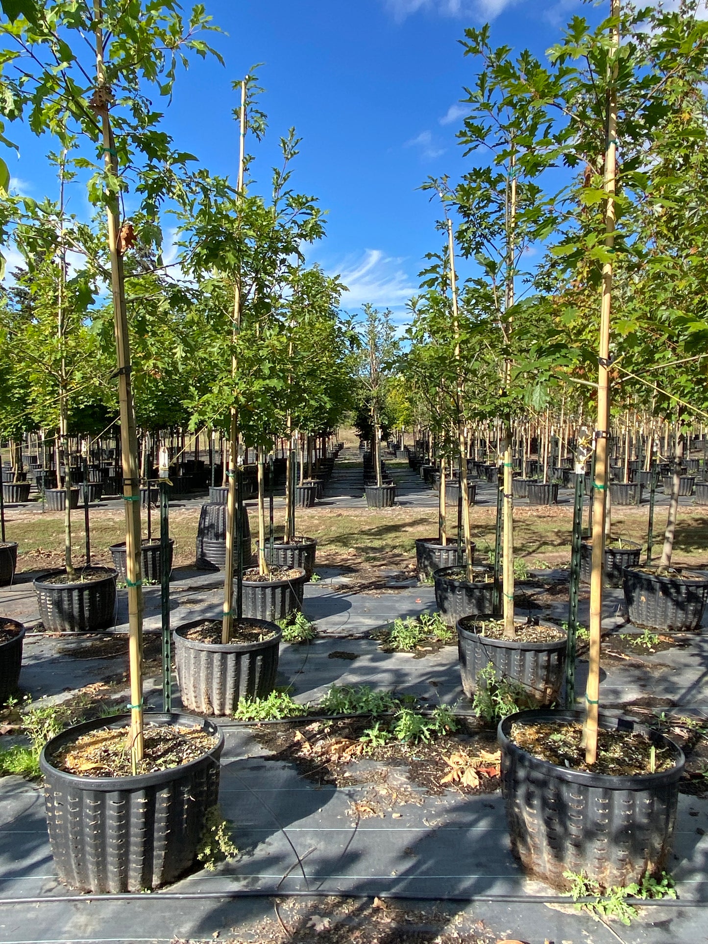 Shumard Oak
