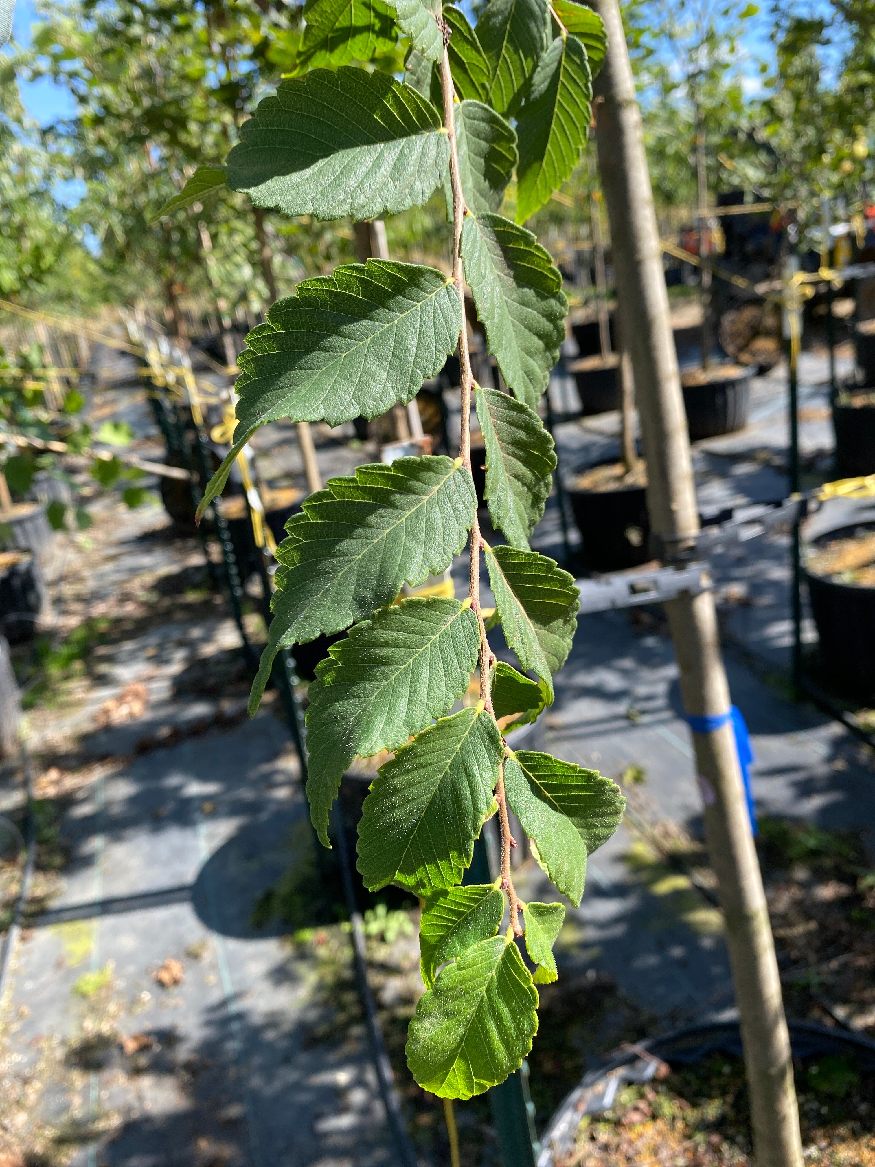 City Sprite® Zelkova - Zelkova serrata 'JFS-KW1' – SuperTrees Nursery