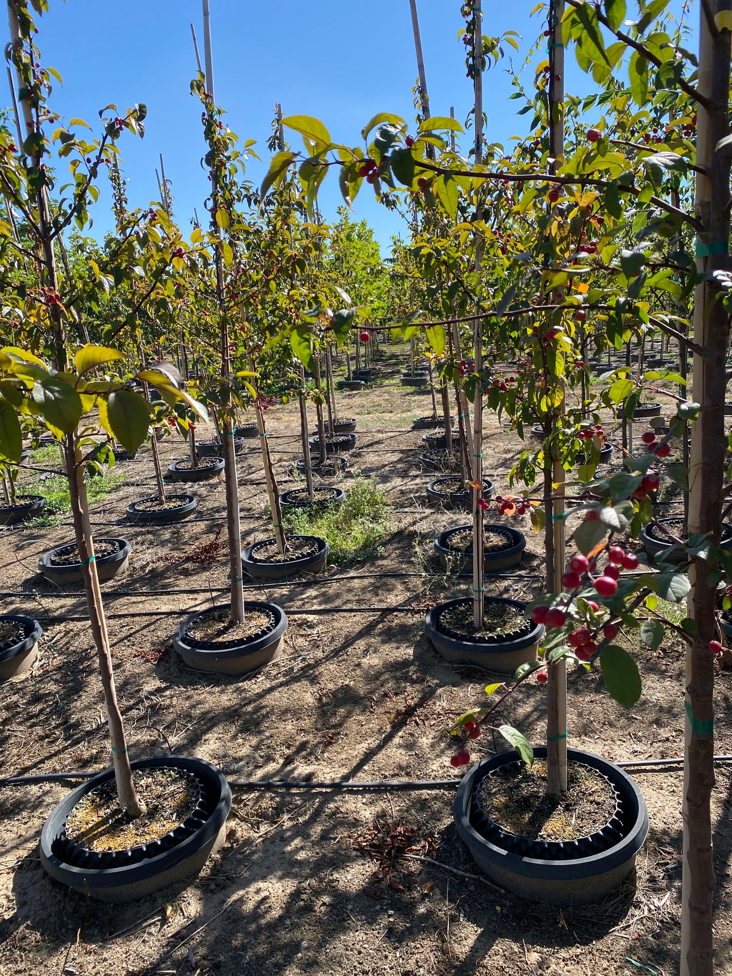 Prairiefire Crabapple sproutfree™