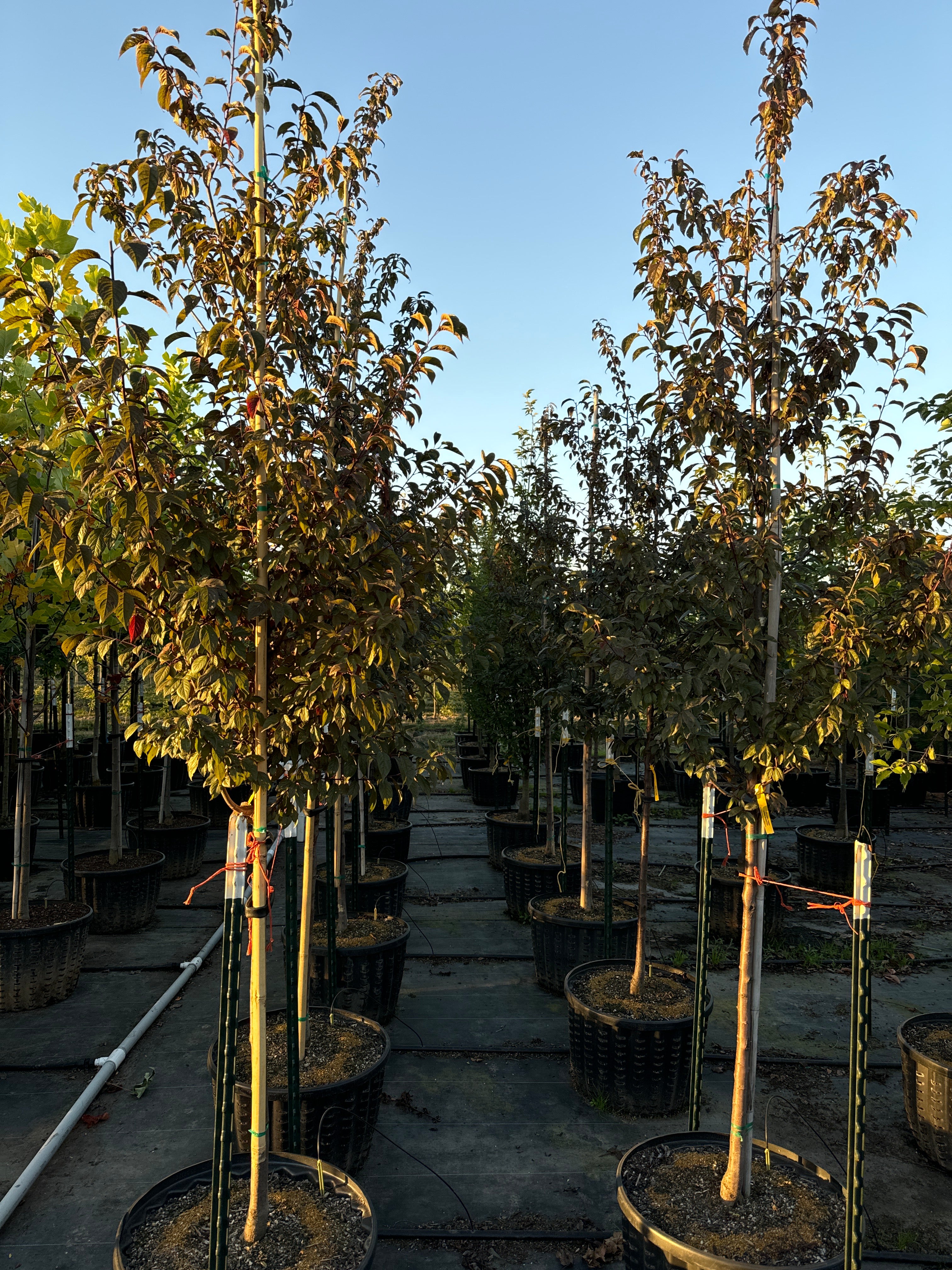 13+ Kankakee Nursery Kankakee Newport Flowering Plum – SuperTrees Nursery