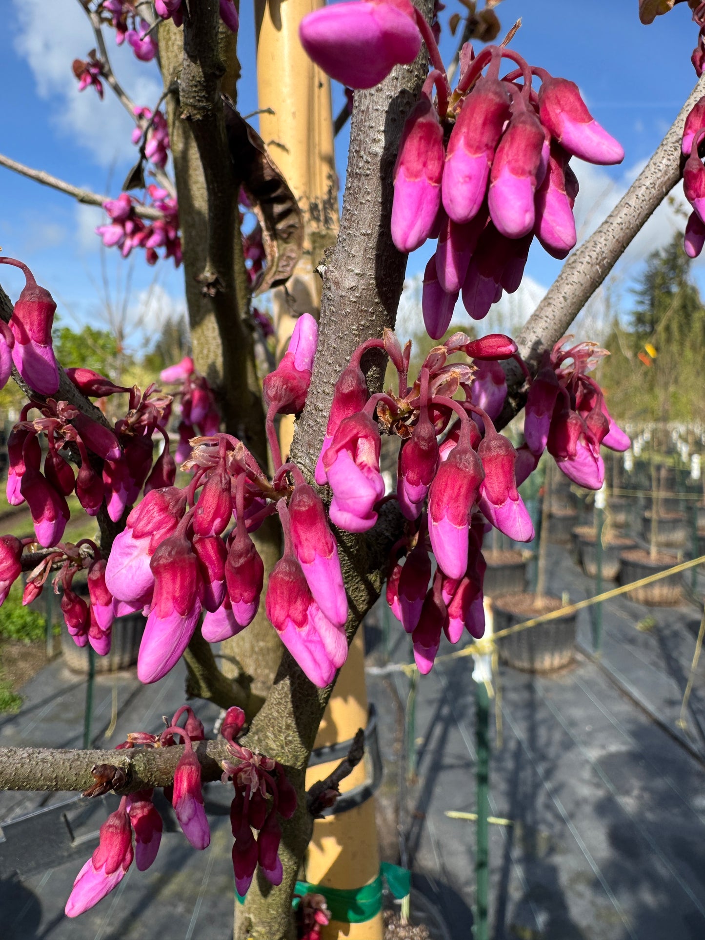 Western Redbud