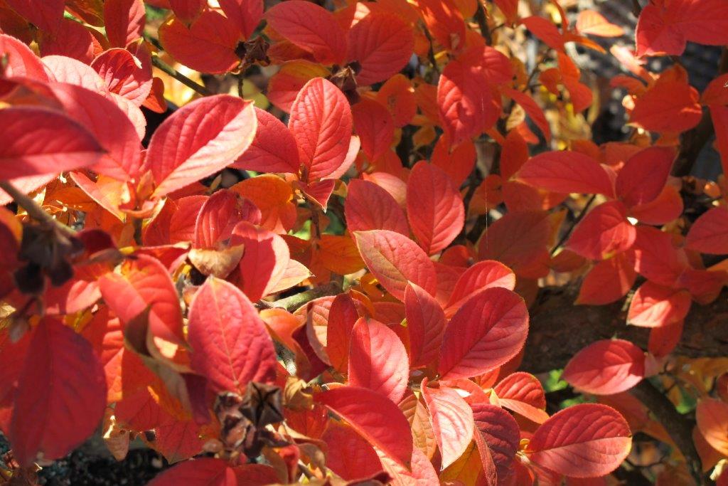 Japanese Stewartia