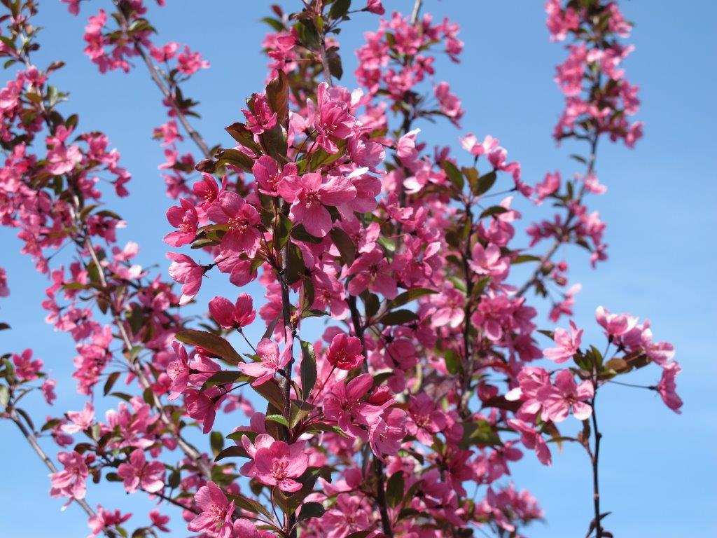 Prairiefire Crabapple sproutfree™