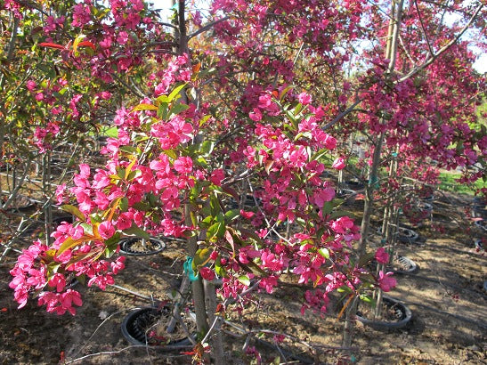 Prairiefire Crabapple sproutfree™