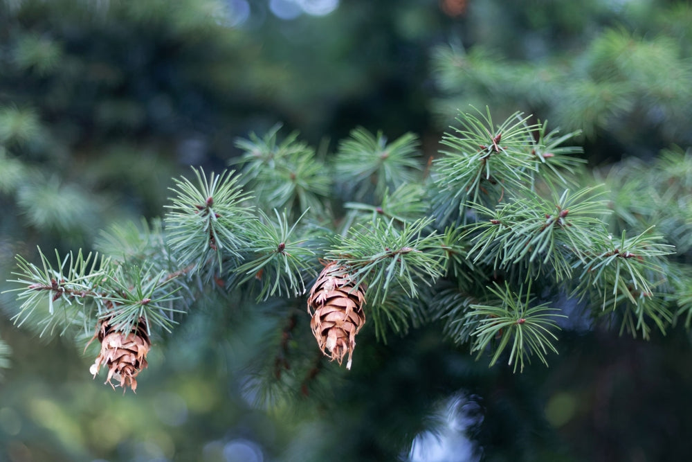 Douglas Fir