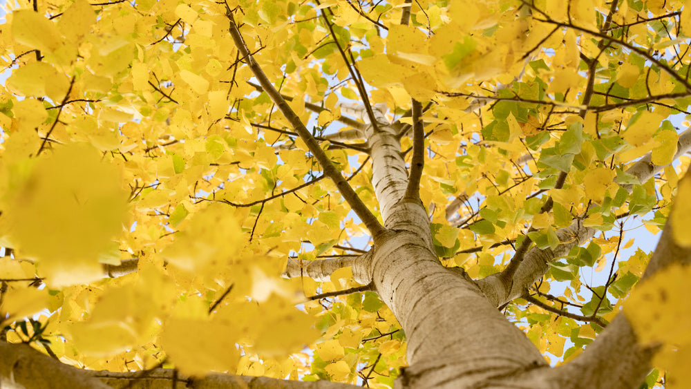 Quaking Aspen