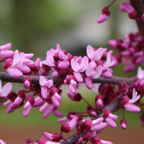 Midnight Express™ Redbud
