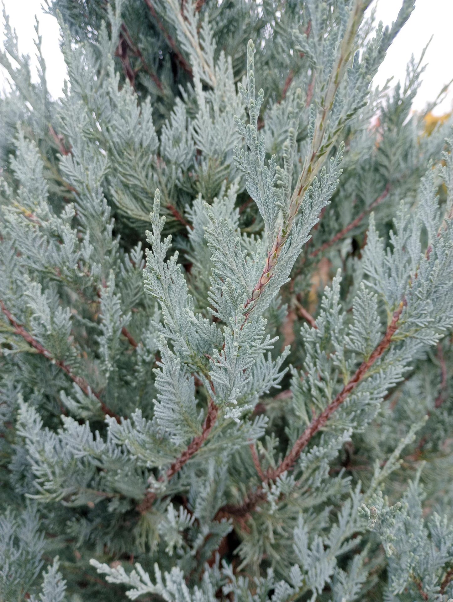 Moonglow Juniper