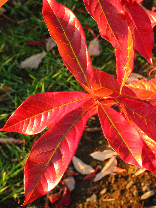 Afterburner® Tupelo