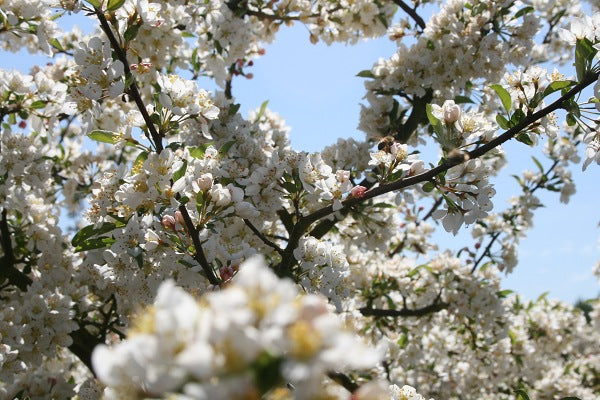 Flowering Trees