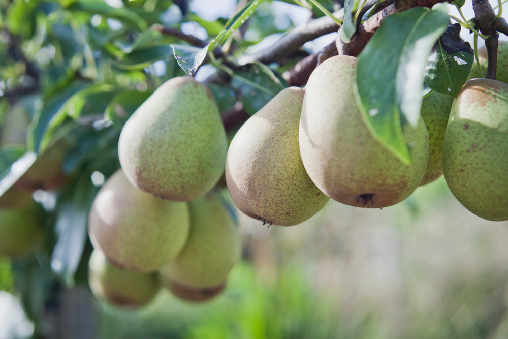 Fruit Trees