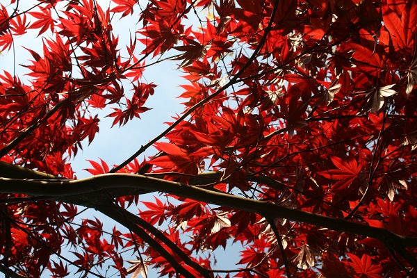 Japanese Maple Trees