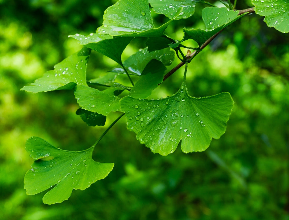 Ornamental Trees
