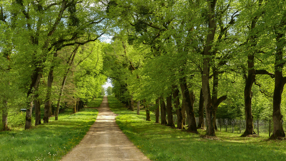 Shade Trees