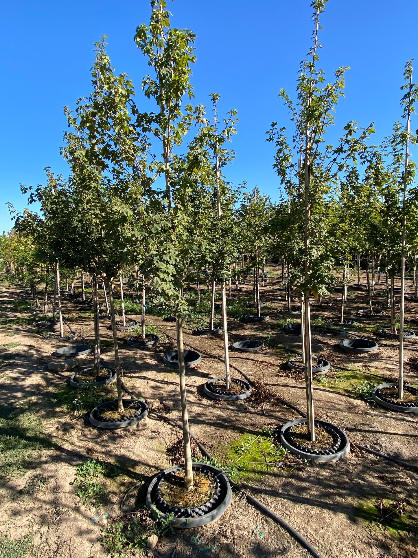 Queen Elizabeth™ Hedge Maple