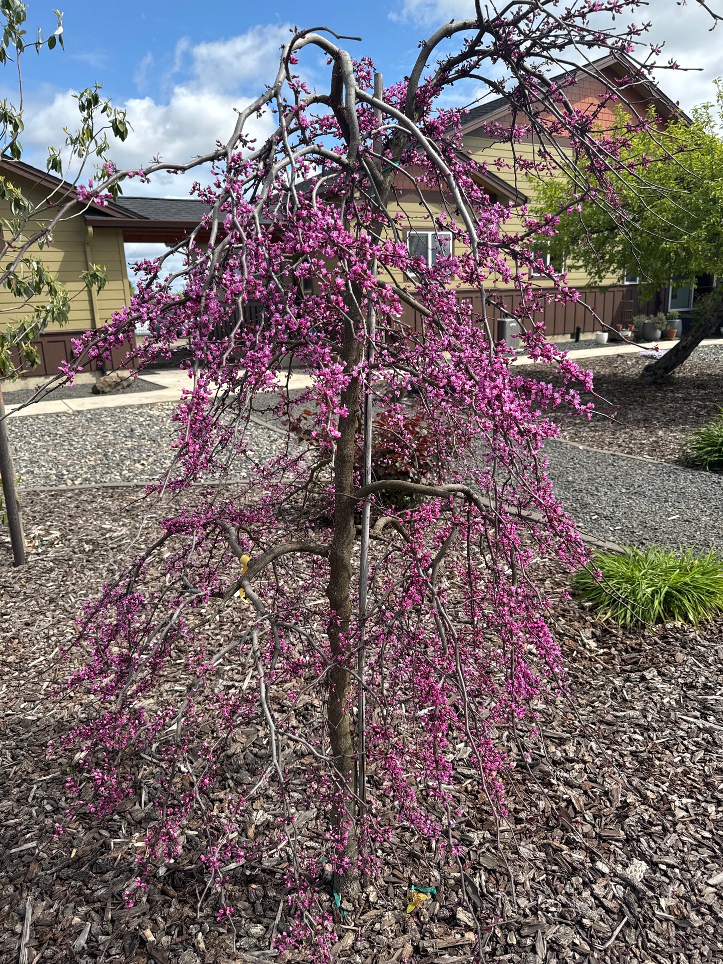 Ruby Falls Eastern Redbud