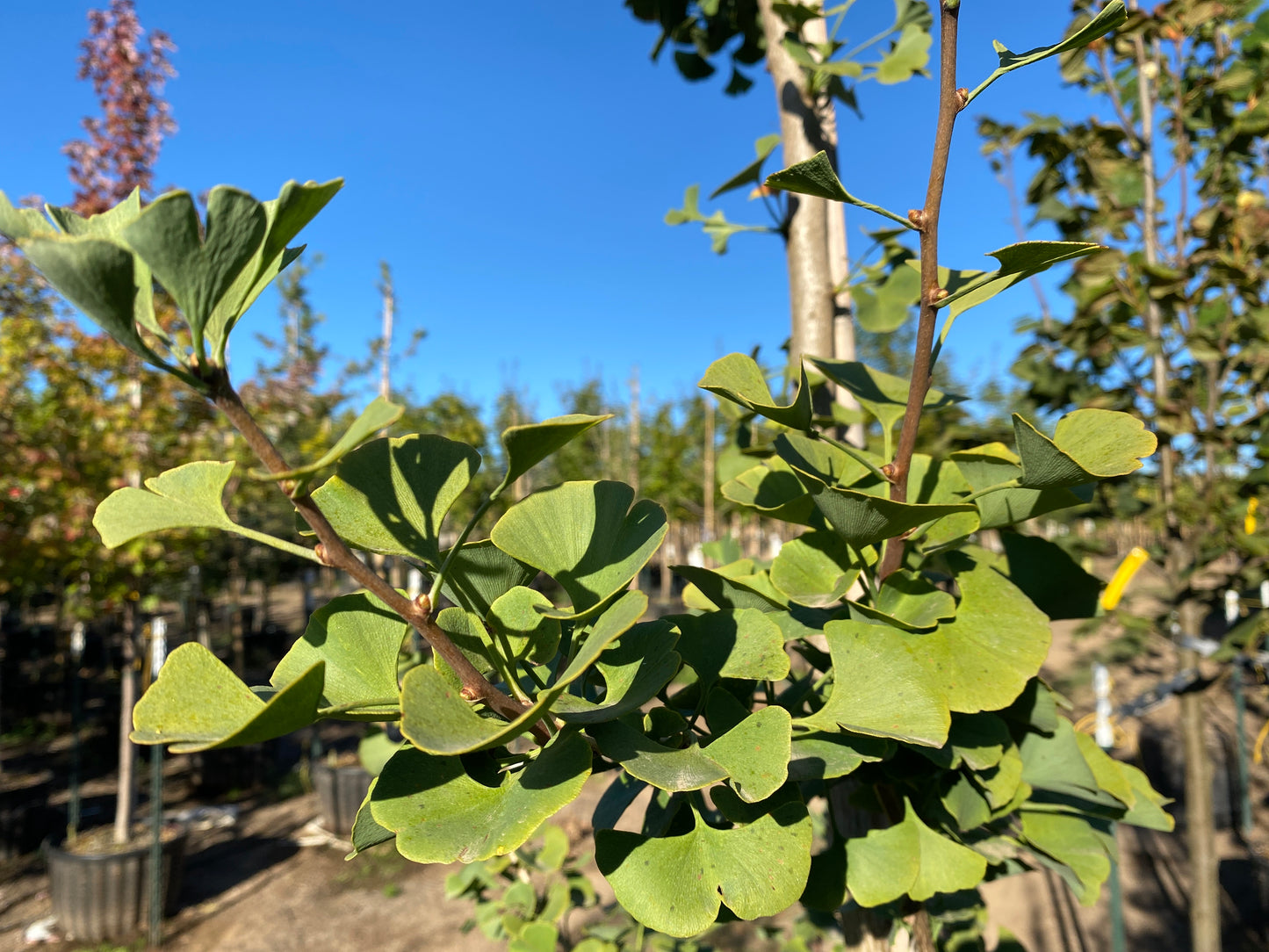 Princeton Sentry® Ginkgo