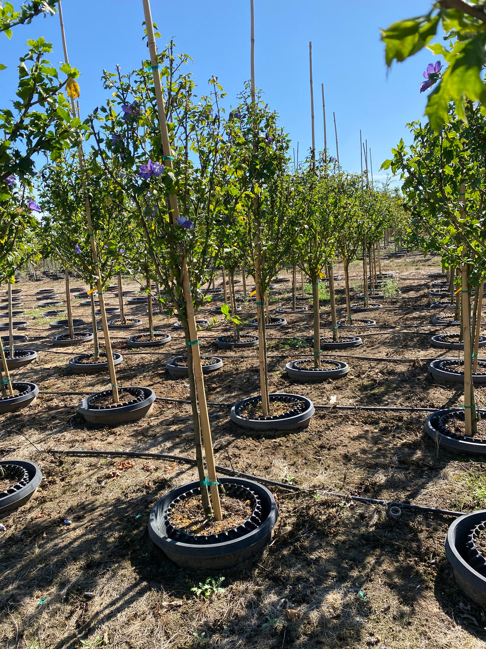Azurri Blue Satin® Rose of Sharon Tree Form - Hibiscus syriacus ...