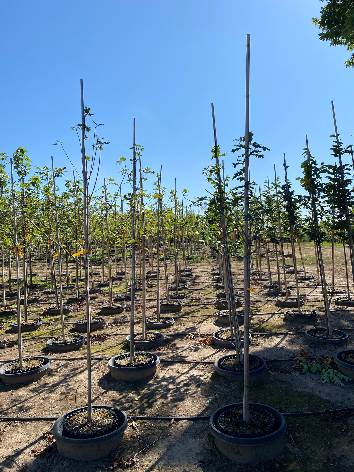 Flashfire Maple Tree Flashfire Sugar Maple – SuperTrees Nursery