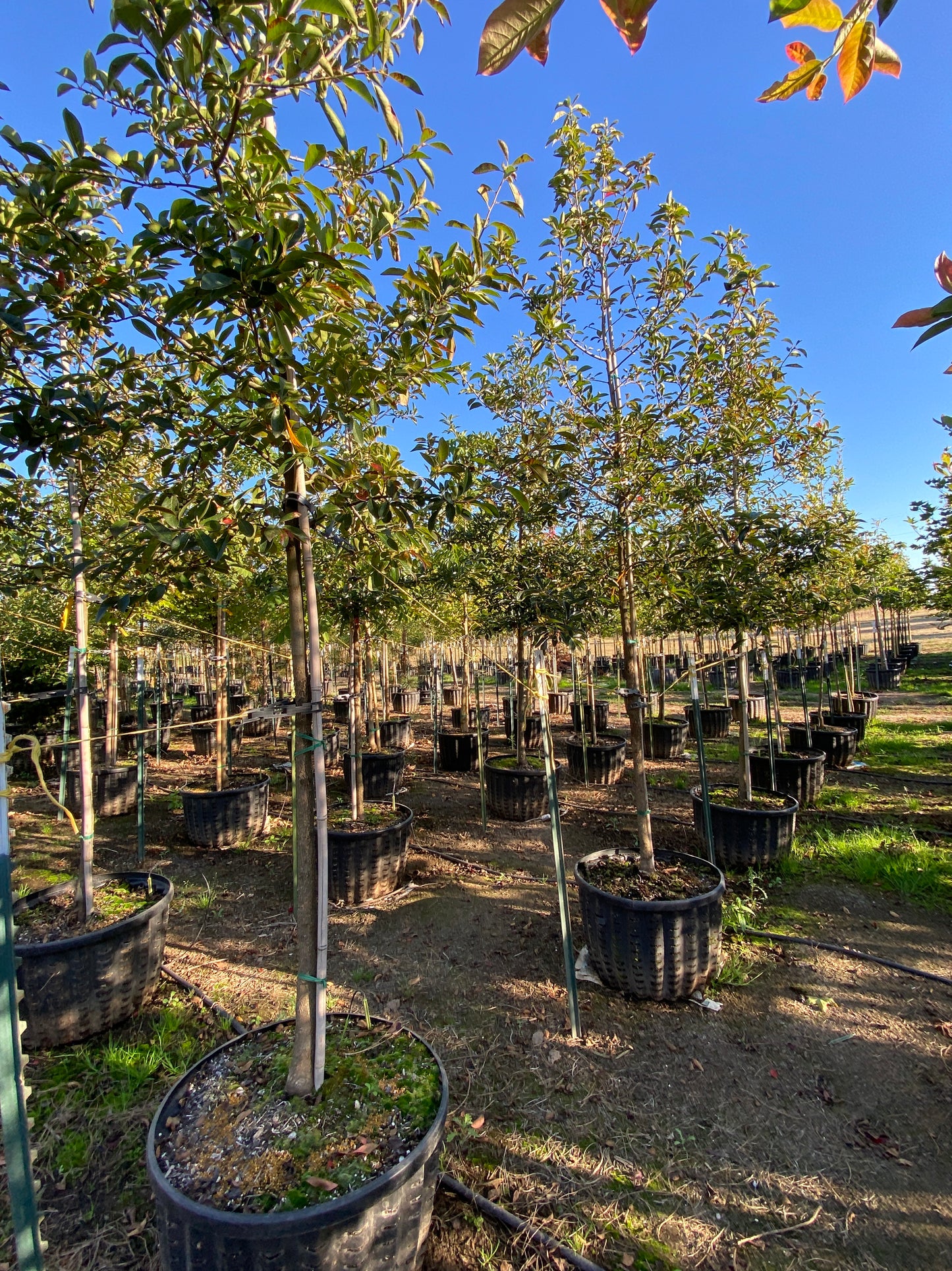 Northern Splendor Black Gum