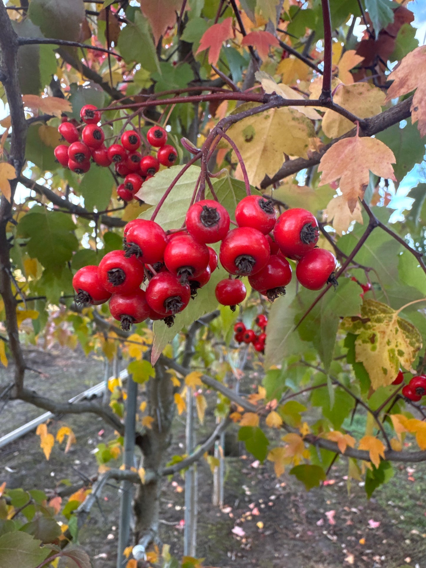 Washington Hawthorn