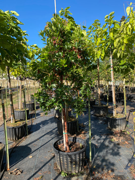 Marina Strawberry Tree