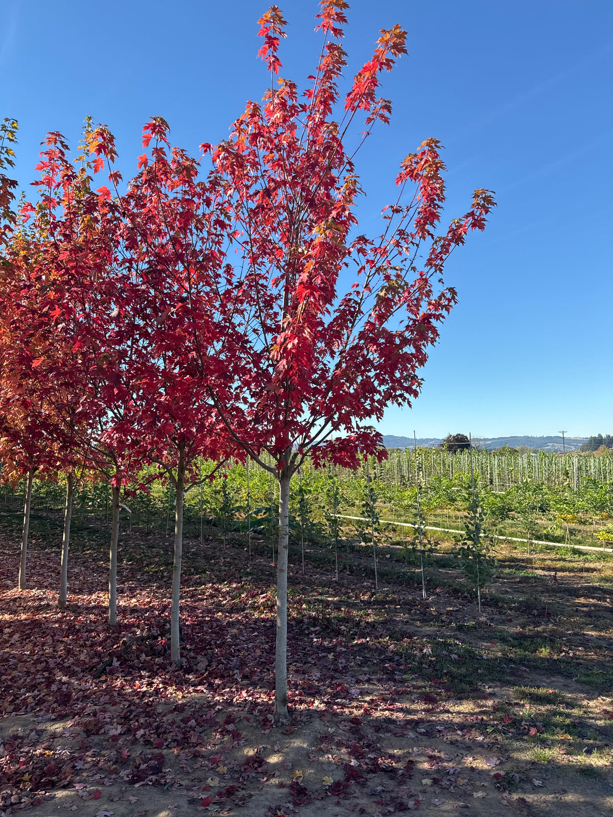 Autumn Blaze® Maple