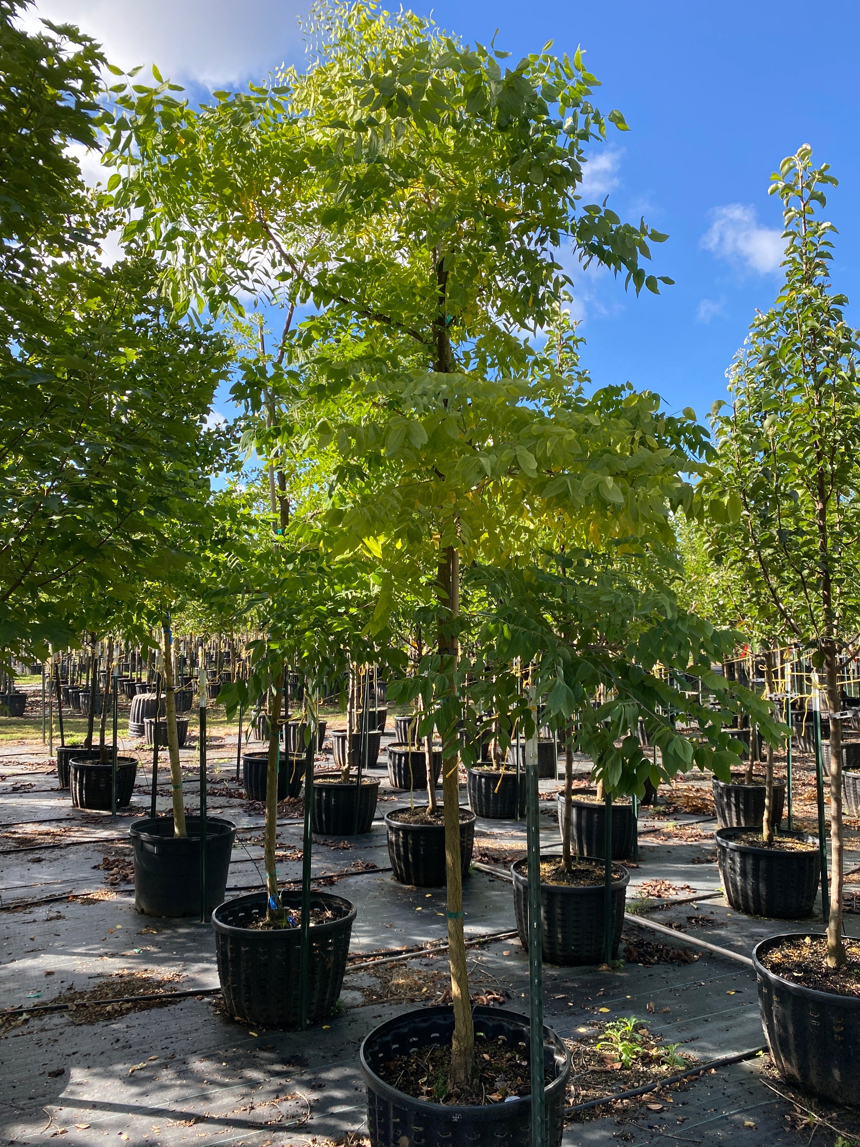 Espresso Kentucky Coffeetree