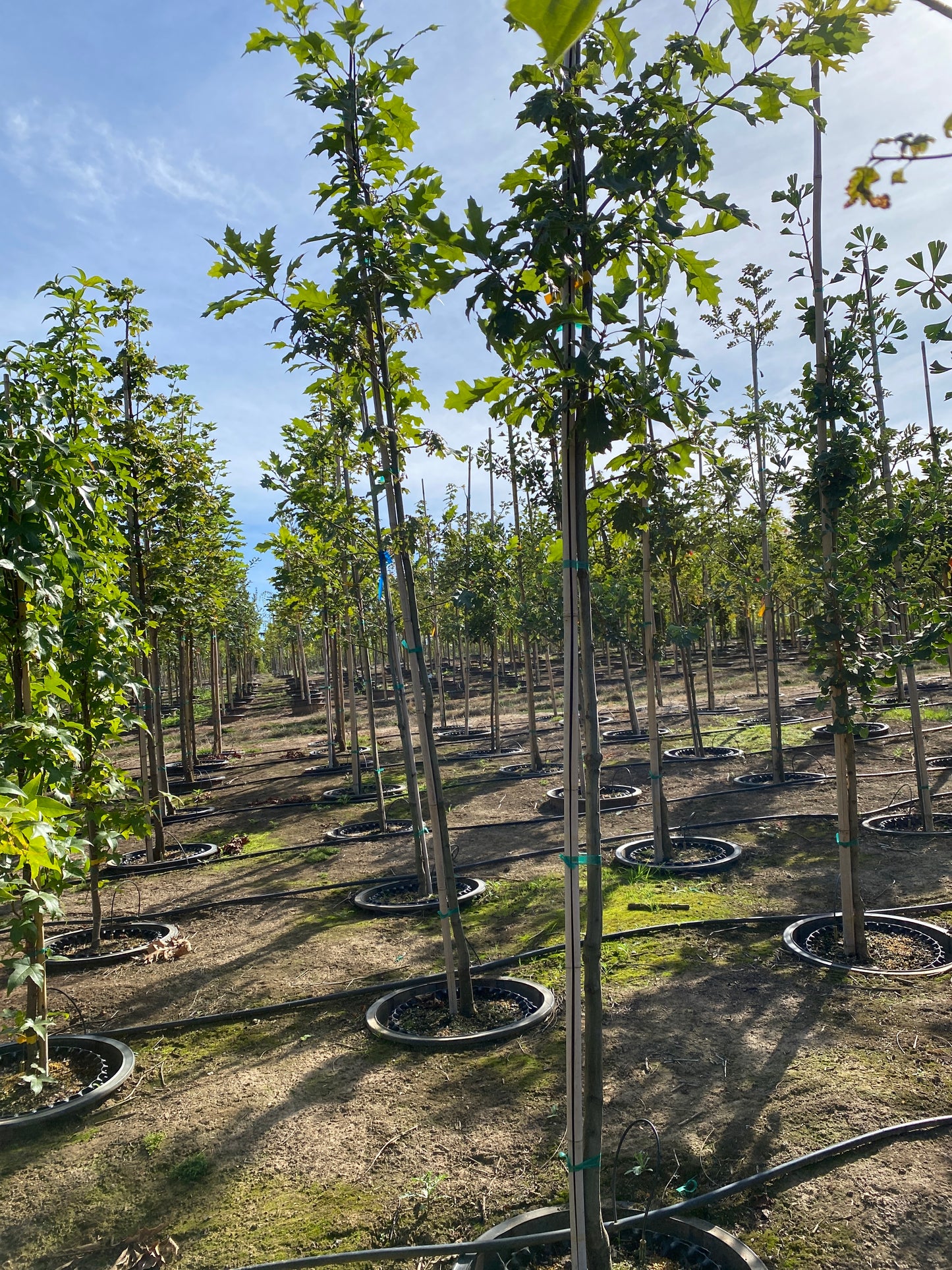 Texas Red Oak