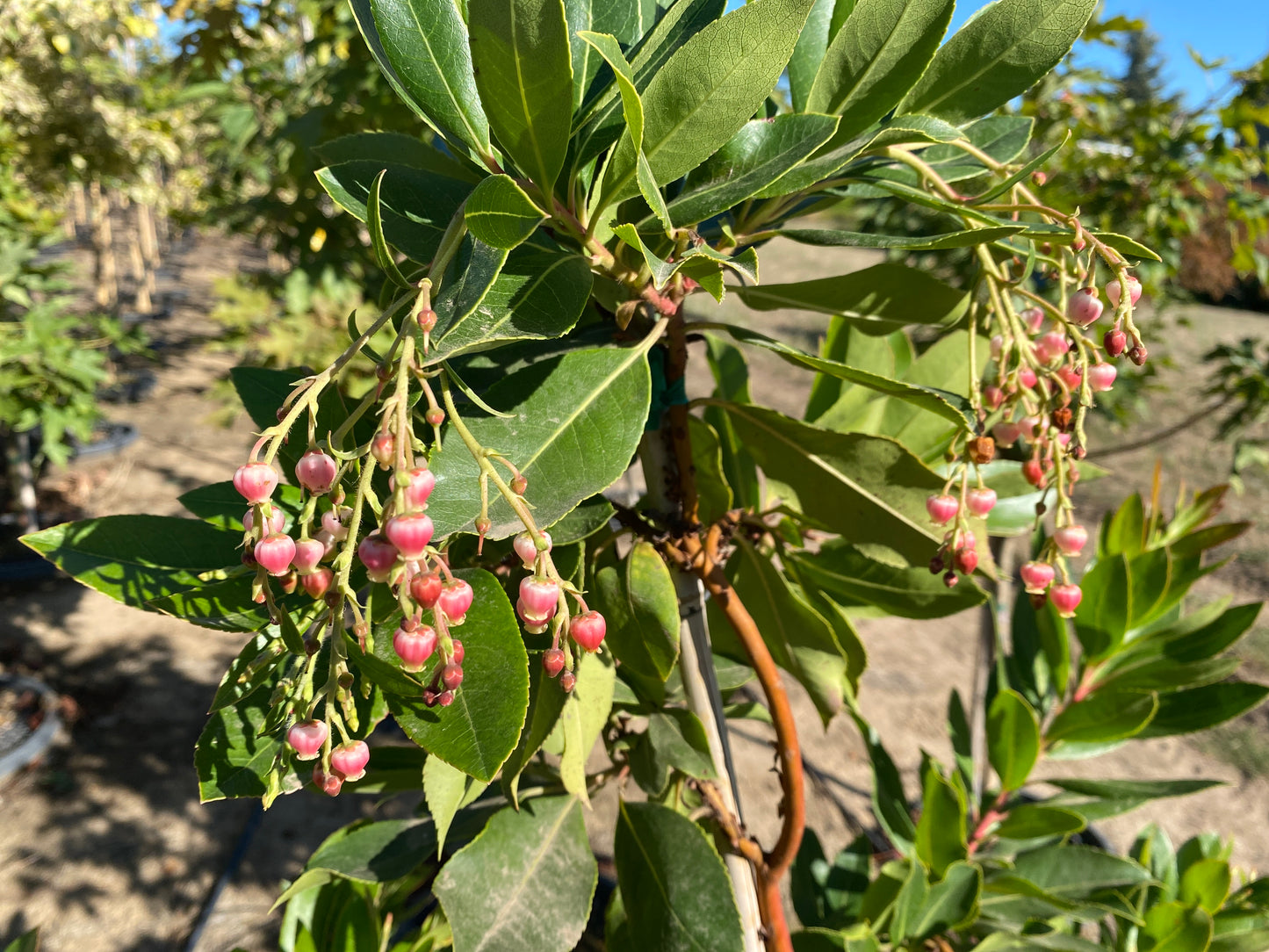Marina Strawberry Tree
