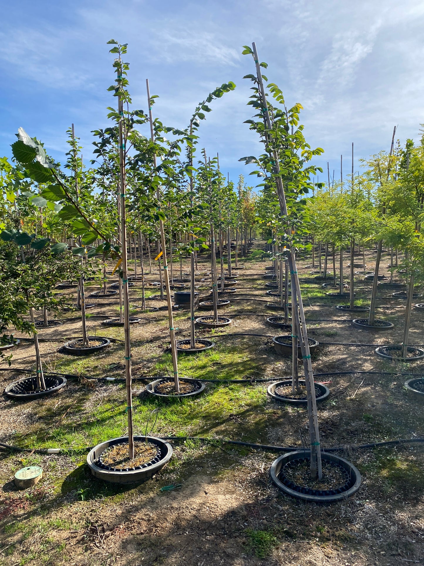 Prairie Expedition® Elm