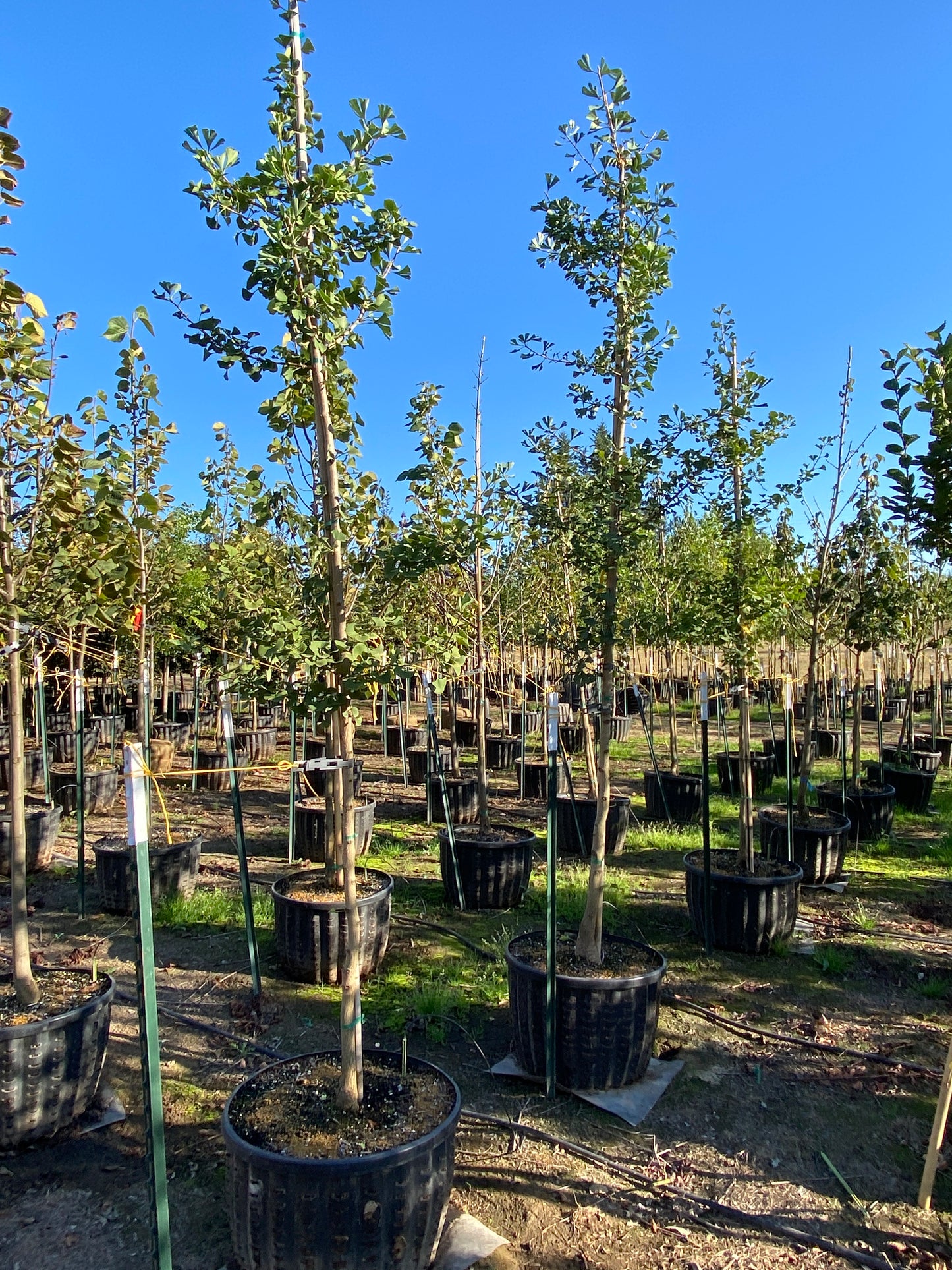 Princeton Sentry® Ginkgo