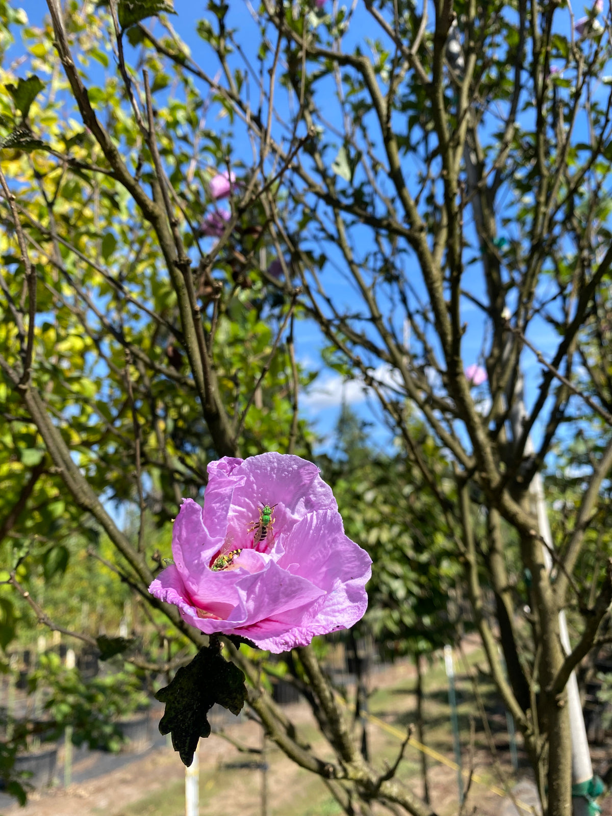 Lavender Chiffon® Hibiscus Tree Form - Hibiscus syriacus 'Notwoodone ...