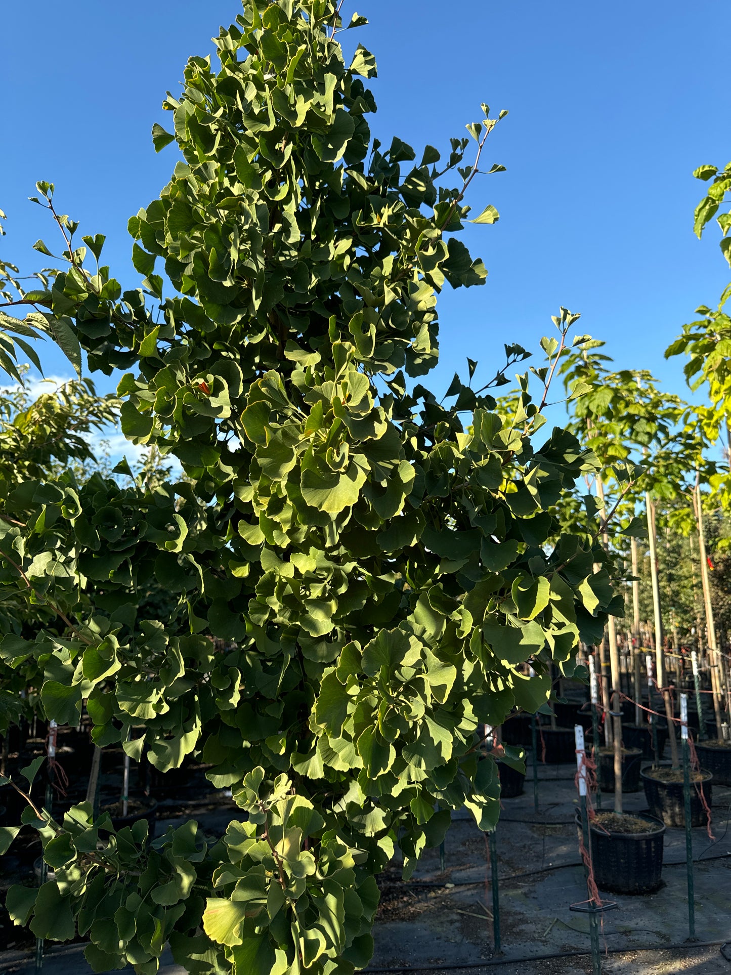 Princeton Sentry® Ginkgo