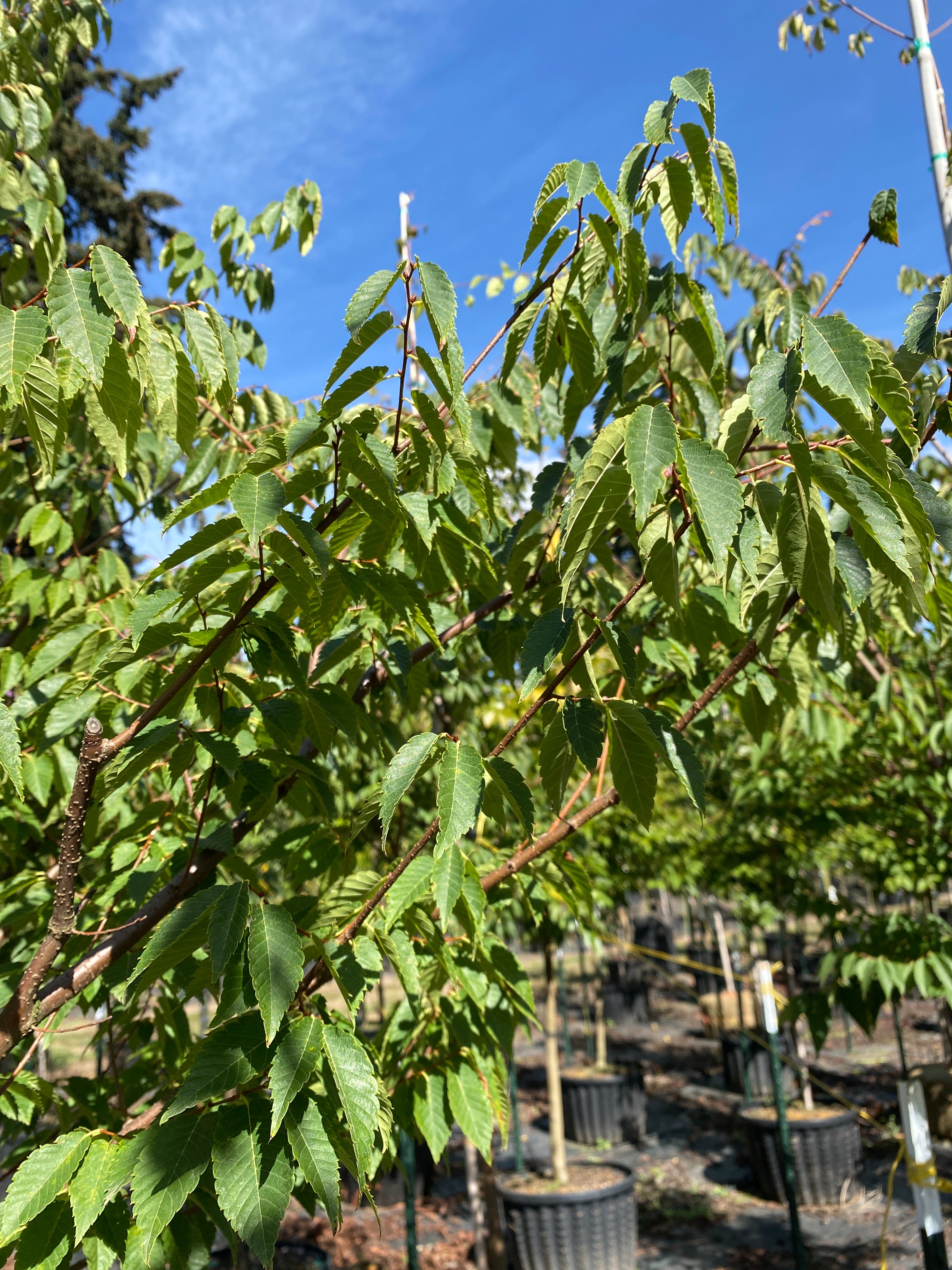 Wireless® Zelkova - Zelkova serrata 'Schmidtlow'™ – SuperTrees Nursery