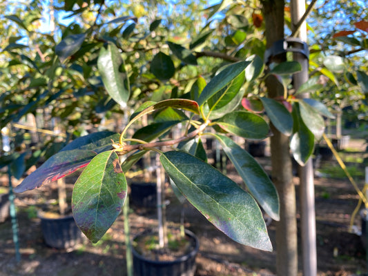 Northern Splendor Black Gum