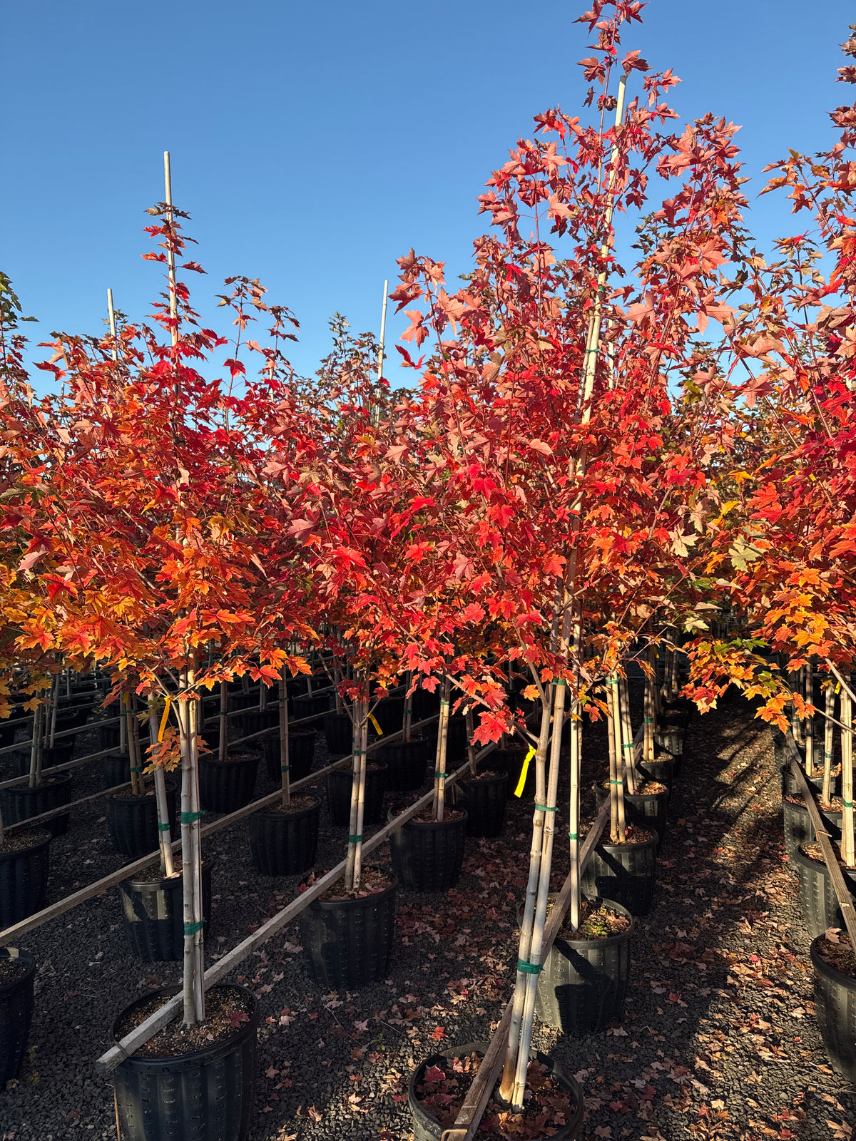 Redpointe® Maple