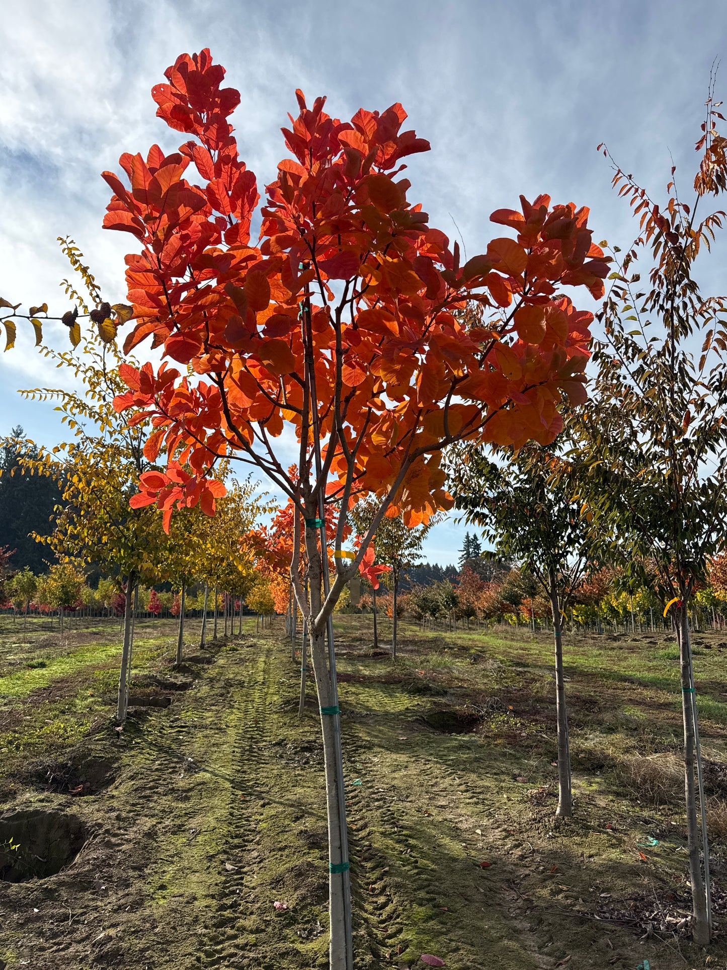 American Smoke Tree