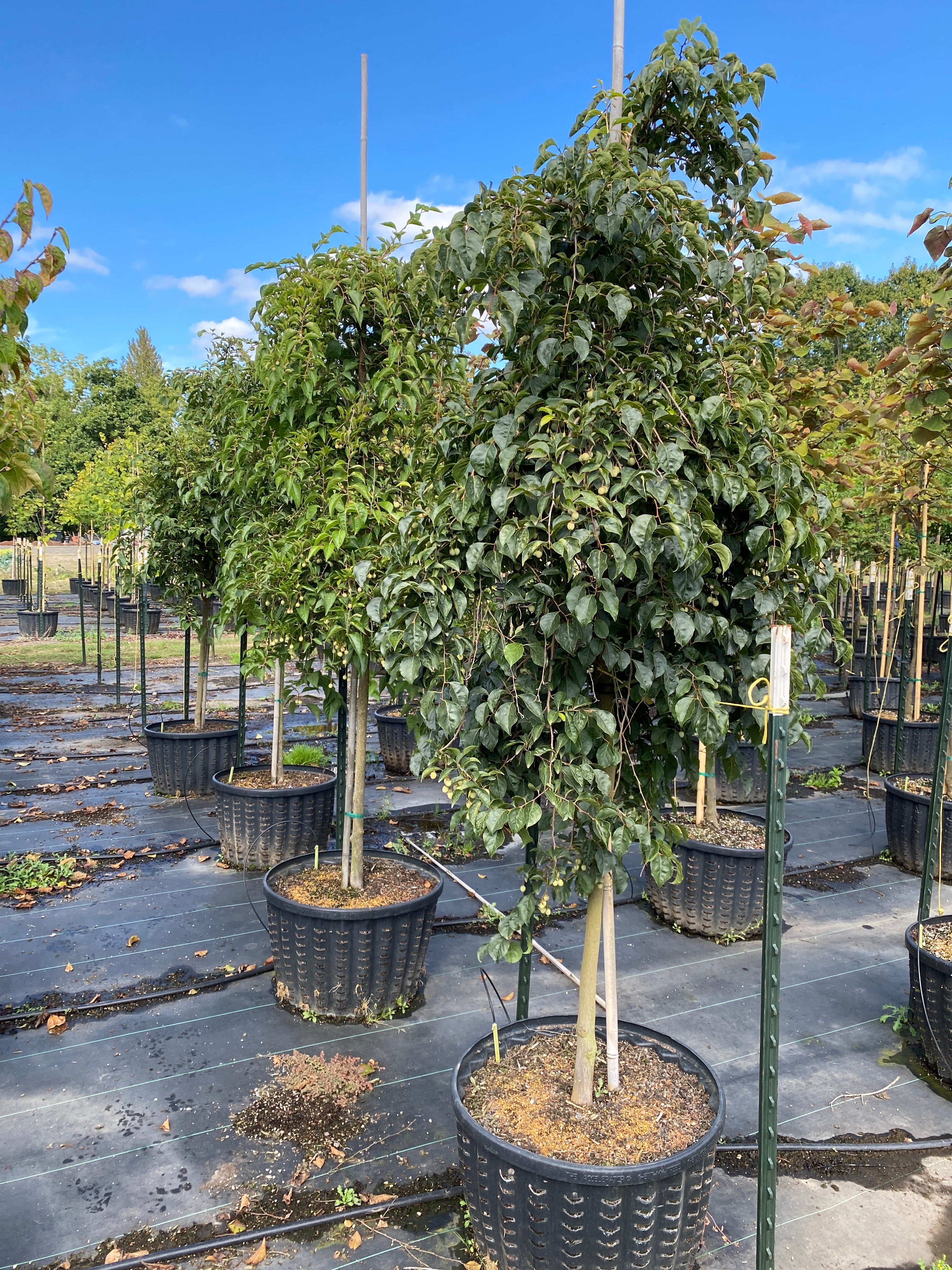 Marley's Pink® Parasol Japanese Snowbell - Styrax japonicus